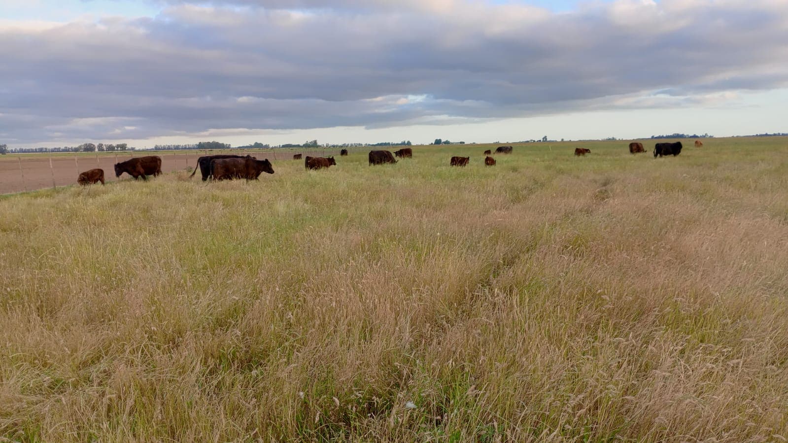 Trabajo de campo 1